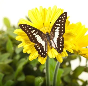Common Jay Butterfly Stock Photos