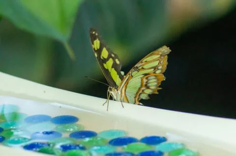 Common jay Stock Photos