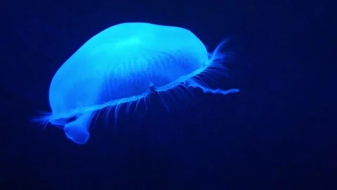 Common Jellyfish (also called, moon jellyfish) with a dark background Stock Footage 150933120