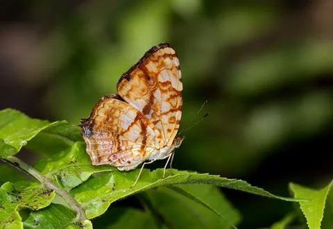 Common Jester butterfly Stock Photos