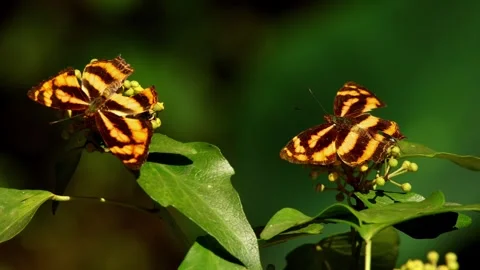 Common Jester Butterfly Pollinating Himalayan Ivy In Autumn Forest Stock Footage 341277801