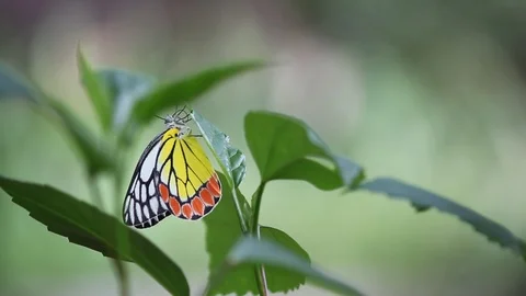 Common Jezebel Butterfly Stock Footage 103477187