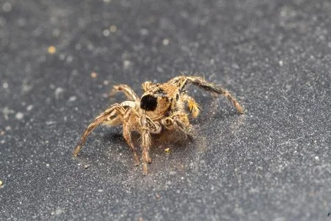 Common jumping spider in nature Stock-Fotos