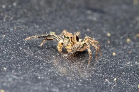 Common jumping spider in nature Stock Photos