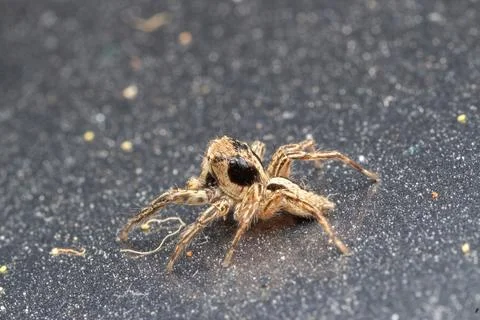 Common jumping spider in nature Foto stock