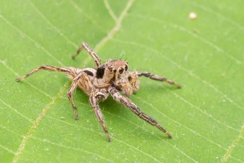 Common jumping spider in nature Foto stock