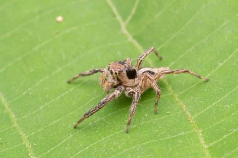 Common jumping spider in nature Stock Photos