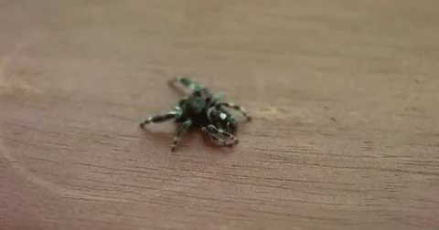 Common Jumping Spider on Wood Looking Around Stock Footage 76376867