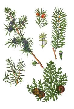 Common juniper also heath juniper incense tree fire tree Juniperus communis Stock Illustration
