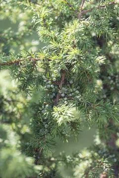 Common juniper with berries in the sunlight. Beautiful natural background  Stock Photos