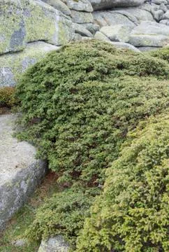 Common Juniper, Juniperus communis subsp. alpina Stock Photos