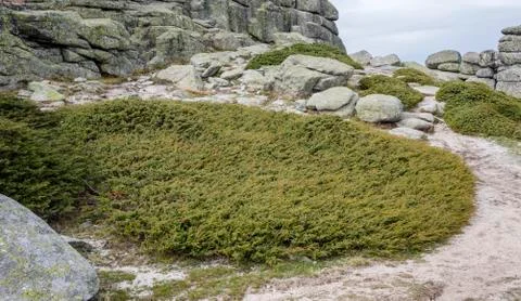 Common Juniper, Juniperus communis subsp. alpina Stock Photos