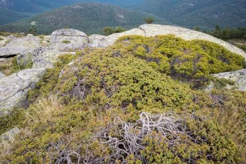 Common Juniper, Juniperus communis subsp. alpina Foto stock