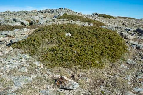 Common Juniper, Juniperus communis subsp. alpina Stock Photos