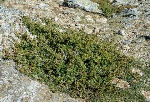 Common Juniper, Juniperus communis subsp. alpina Stock Photos