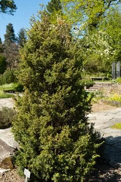Common juniper or Juniperus Communis plant in Saint Gallen in Switzerland Stock Photos