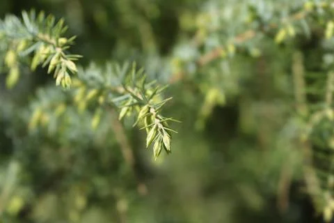Common juniper Stock Photos