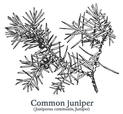Common juniper. Vector hand drawn plant. Vintage medicinal plant sketch. Stock Illustration