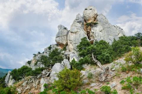 Common junipers on rocky slope, old twisted tree on foreground Stock Photos