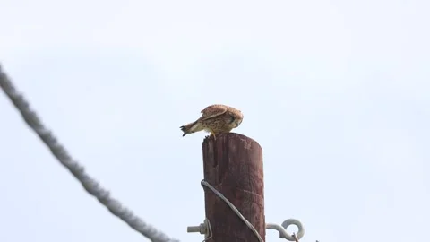 Common Kestrel Balancing on Post in Strong Wind Stock Footage 333589636