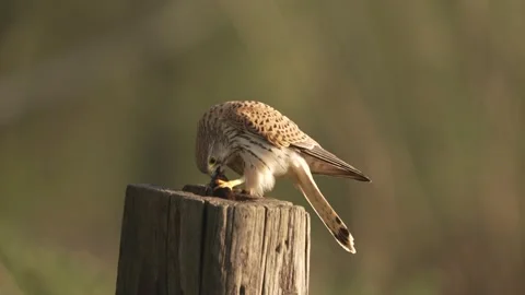 A Common Kestrel bird devouring a mouse prey with its sharp beak and claws Stock Footage 196169968