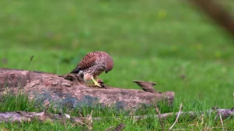 Common Kestrel Bird Eating Prey Perched On Fallen Log In Green Grassy Field Stock Footage 336564466