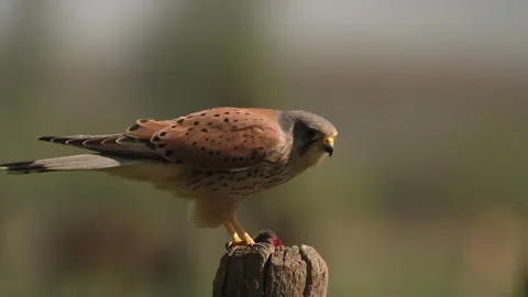 A Common Kestrel bird, Falco tinnunculus, devouring a freshly hunted mouse Stock Footage 196170373