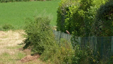 Common kestrel bird on a fence Stock Footage 280056744