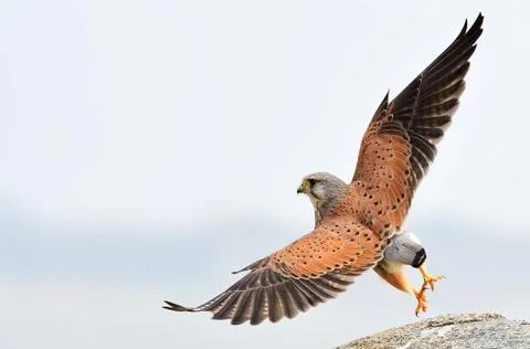 Common kestrel bird Foto stock