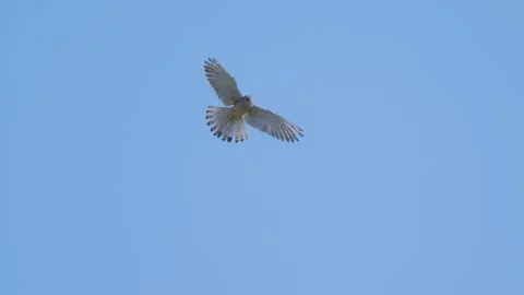 Common kestrel bird of prey in flight in slow motion, falcon flying in sky Stock Footage 275535610