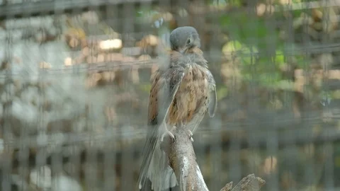 The Common Kestrel in the cage is combing its feathers Stock Footage 113832737