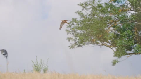 Common kestrel carryng a mouse, 4K Stock Footage 280129970