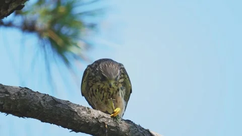 Common Kestrel Catching a Praying Mantis 動画素材 346228045