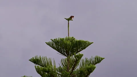 Common kestrel cleans its feathers at sunset Stock Footage 201004503