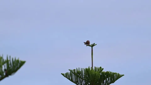 Common kestrel cleans its feathers just before the sunset. Stock Footage 201004532