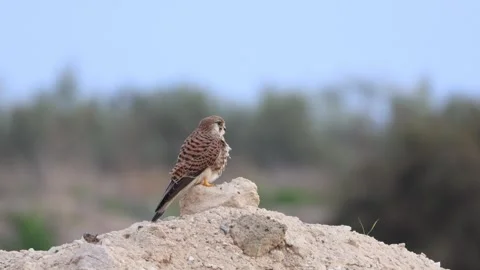 Common Kestrel Diving from Rock to Ground for Prey Stock-Footage 333589646