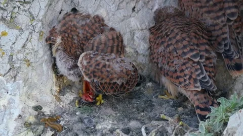 Common kestrel (Falco tinnunculus) chicks, birds feeding on prey in nest Stock Footage 316222957