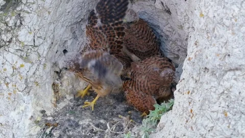 Common kestrel (Falco tinnunculus) chicks, birds feeding on prey in nest Stock-Footage 316223659