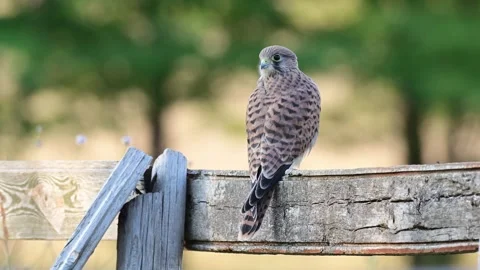 Common Kestrel Falco tinnunculus Close up Stock-Footage 313698247