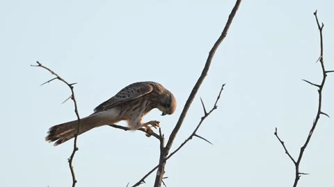 Common Kestrel (Falco tinnunculus) eats insect in slow motion Stock-Footage 307286421