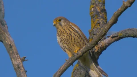 Common Kestrel. Falco Tinnunculus Stock Footage 91734040
