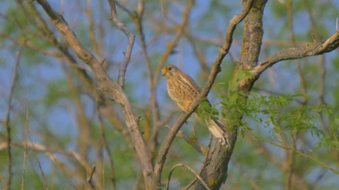 Common Kestrel. Falco Tinnunculus Stock Footage 91734046