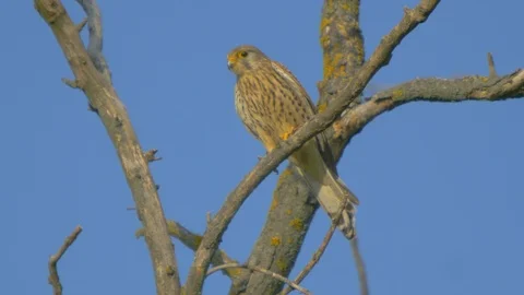Common Kestrel. Falco Tinnunculus Stock Footage 91734073