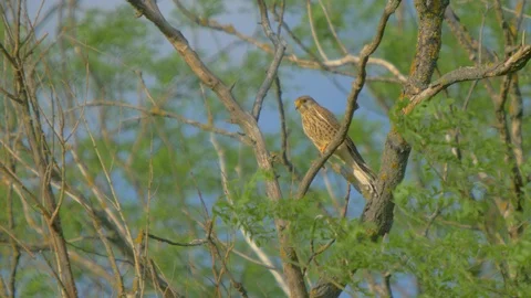Common Kestrel. Falco Tinnunculus Stock Footage 91734090