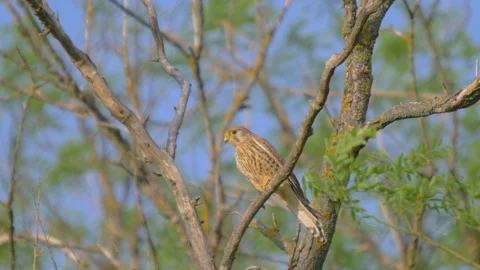 Common Kestrel. Falco Tinnunculus Stock Footage 91734100