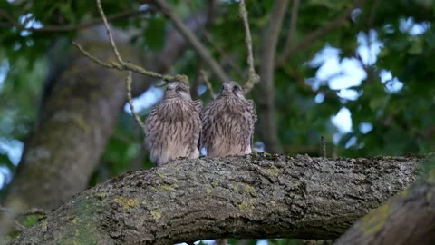 Common kestrel (Falco tinnunculus) Stock Footage 143802863