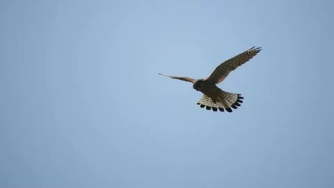 Common kestrel (Falco tinnunculus) Stock Footage 234346402