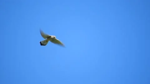 Common kestrel (Falco tinnunculus) Video stock 234346411