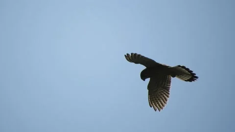 Common kestrel (Falco tinnunculus) Video stock 234346418
