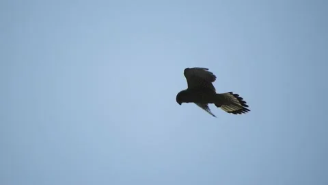 Common kestrel (Falco tinnunculus) Video stock 234346437